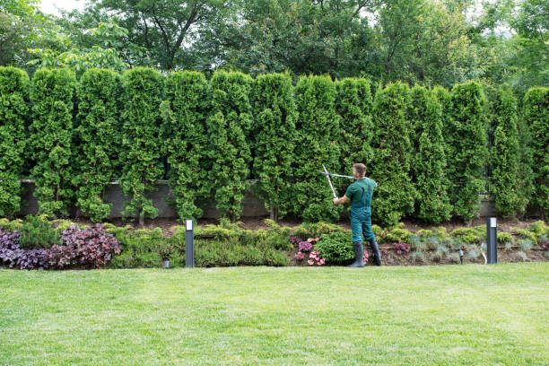 Best Tree Clearing Services  in Central Falls, RI